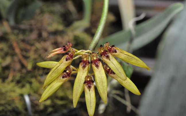 Caracteristicas