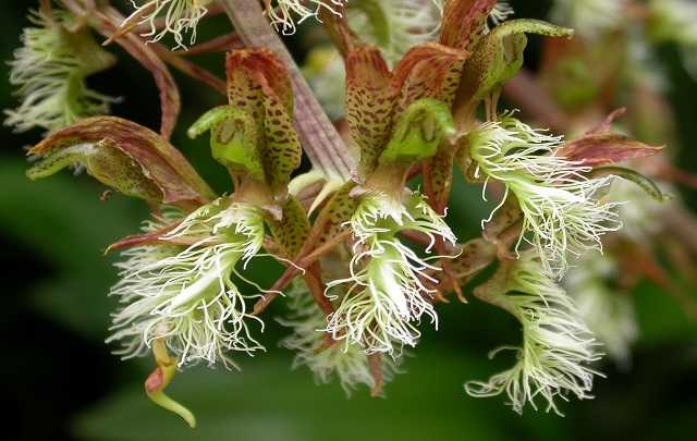 Catasetum barbatum
