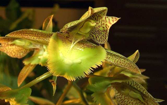 Catasetum fimbriatum