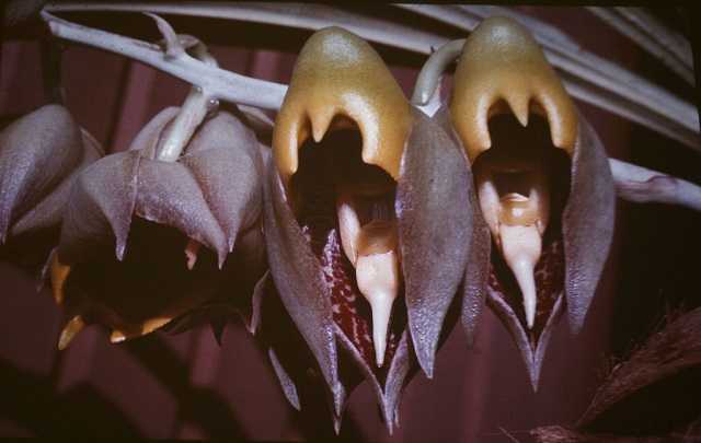 Catasetum macrocarpum