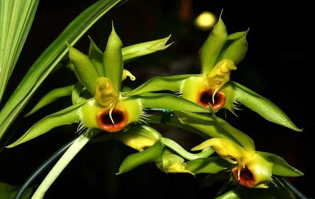 Catasetum osculatum 1 1