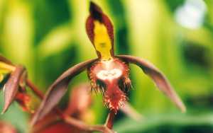 Catasetum saccatum