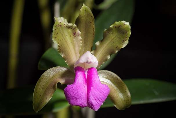 Cattleya bicolor