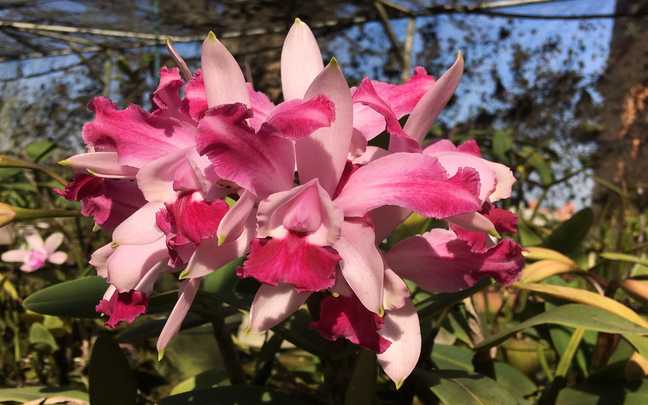 Cattleya intermedia 1