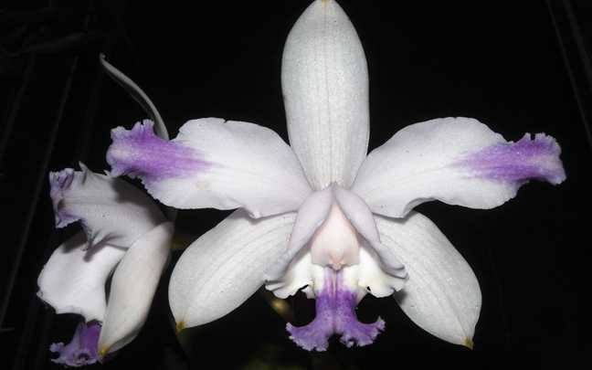 Cattleya intermedia 10