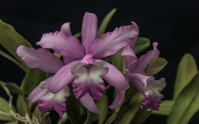 Cattleya intermedia 11