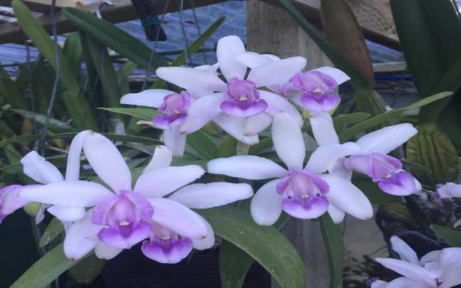 Cattleya intermedia 12
