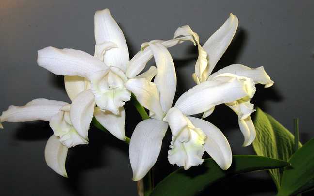 Cattleya intermedia 4