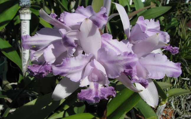 Cattleya intermedia 5