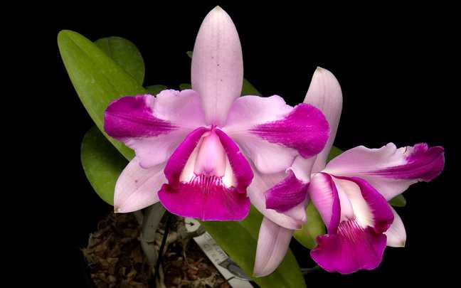 Cattleya intermedia 6