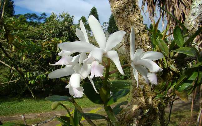 Cattleya intermedia 7