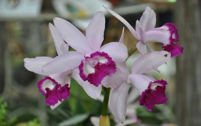 Cattleya intermedia 8