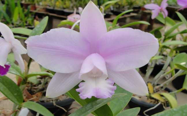 Cattleya intermedia 9
