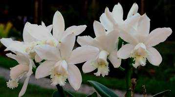 Cattleya intermedia alba