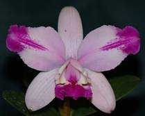 Cattleya intermedia flamea