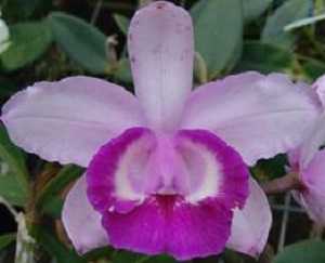 Cattleya intermedia orlata