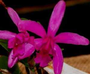 Cattleya intermedia sanguinea