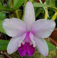 Cattleya intermedia tipo