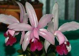 Cattleya intermedia vinicolor