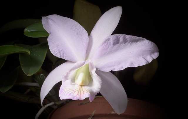 Cattleya nobilior blanco