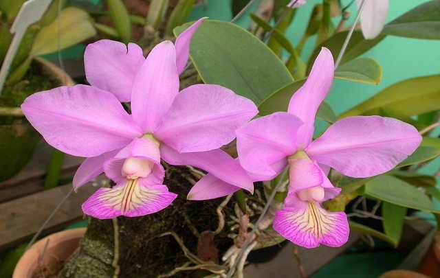 Cattleya nobilior rosa