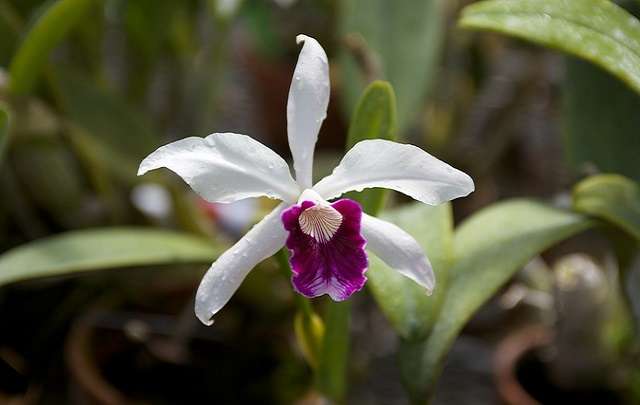 Cattleya purpurata blanco