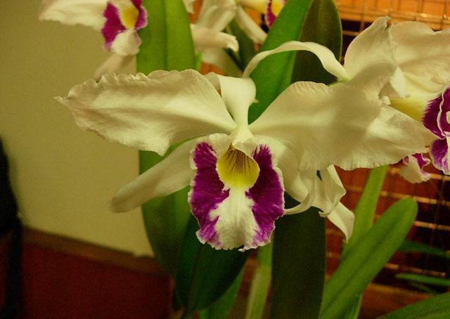 Cattleya purpurata oculata