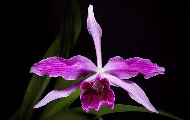 Cattleya purpurata rosa