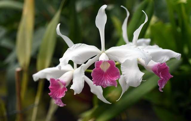 Cattleya purpurata