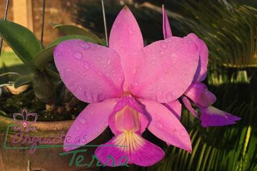 Cattleya rosa