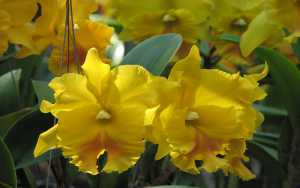 Cattleya
