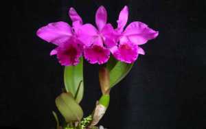 Cattleya labiata