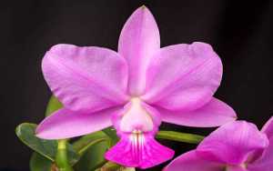 Cattleya walkeriana 1