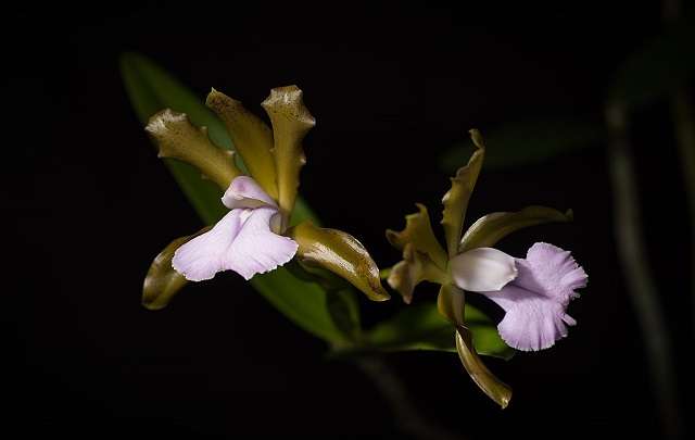 Cattleyas bicolor