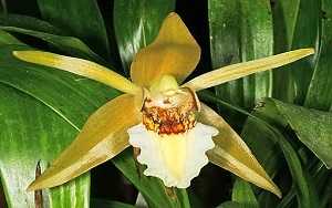 Coelogyne Lawrencean