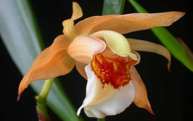 Coelogyne lawrenceana 1