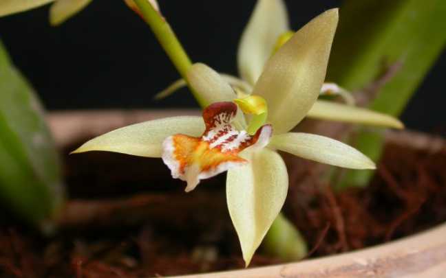 Coelogyne lentiginosa
