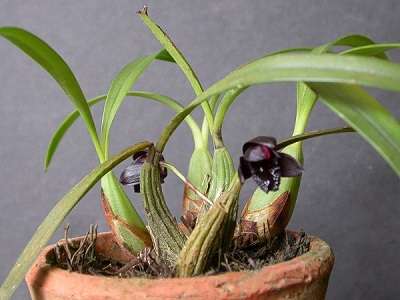 Cultivo brasilorchis schunkeana