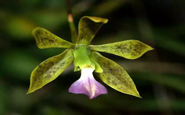 Cultivo