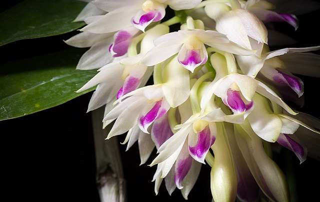 Cultivo 1