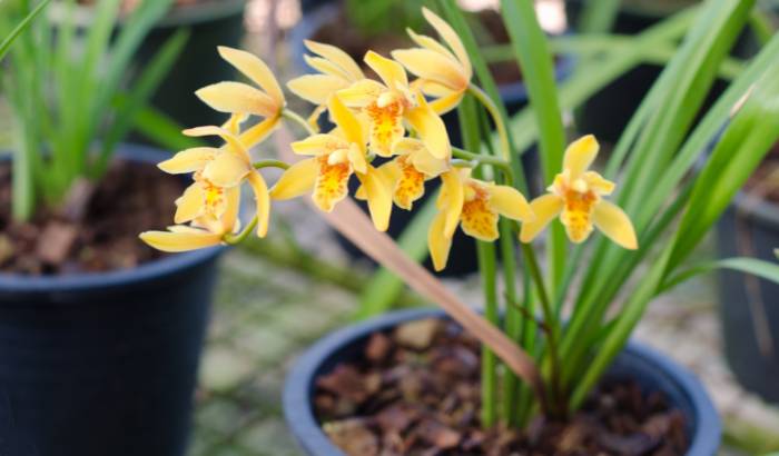 Cymbidium 1