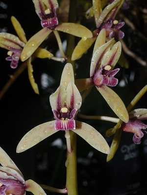 Cymbidium aloifolium