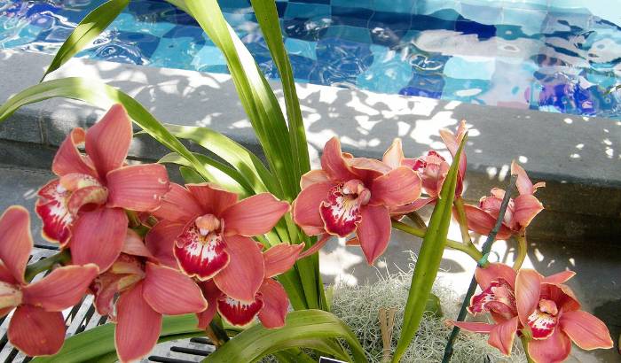 Cymbidium con flores rojas cerca del agua