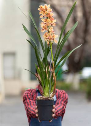 Cymbidium de floracion amarilla