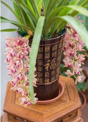 Cymbidium en el florero