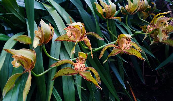 Cymbidium en la naturaleza