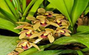 Cymbidium devonianum 1