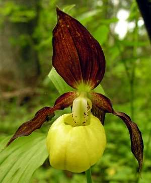 Cypripedium orquidea Zapatilla