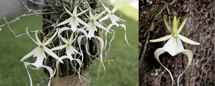 DENDROPHYLAX LINDENII