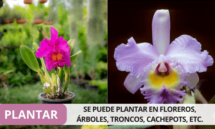 DONDE PLANTAR